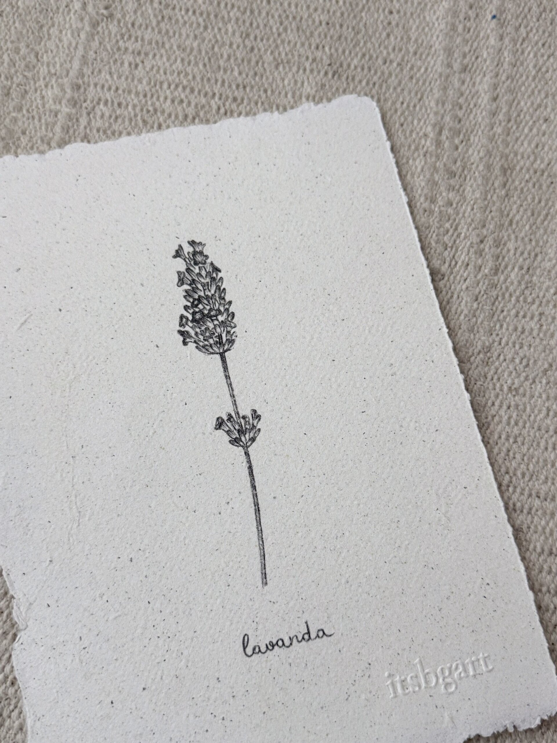 Lavanda - 3